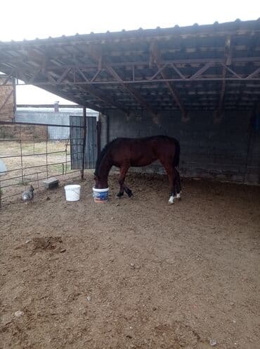 продажа щенков русского спаниеля: Продаю | Жеребенок | Конный спорт — 1