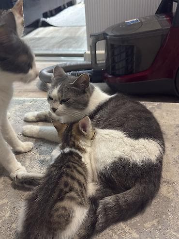 даром кошка: Котята домашние, короткошёрстные, окрасы: серо-белый биколор и — 5