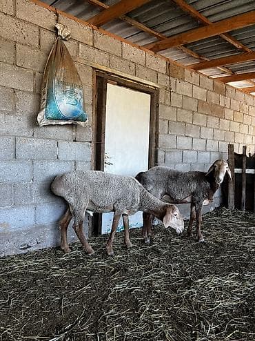 желчные камни крс бизнес: Продаю | Баран (самец) | Полукровка — 8