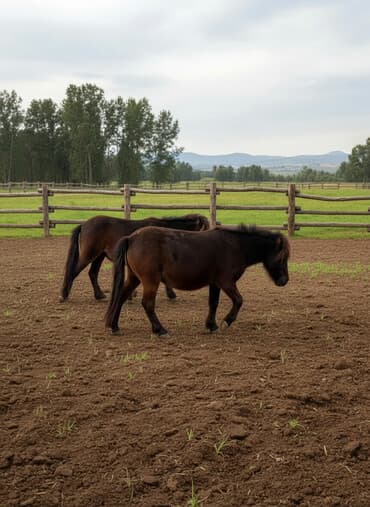 товары для хомяка: Продаю | Кобыла (самка), Жеребец, Жеребенок | Першерон, Английская | Для разведения, Конный спорт | Племенные — 1