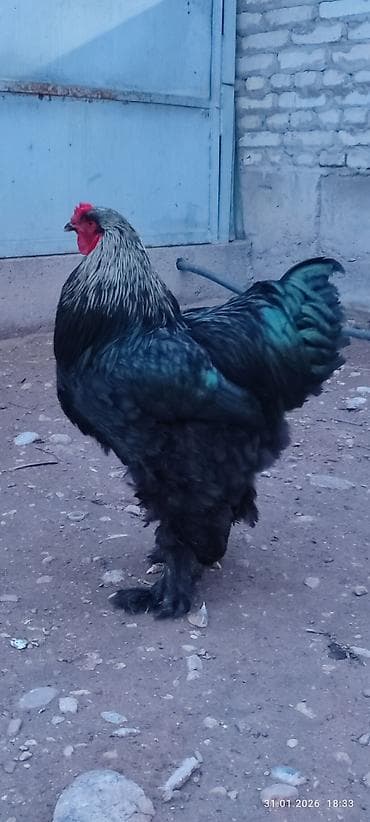 Грызуны: Продаю | Петух | Брама | Для разведения — 1