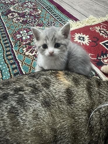 сельскохозяйственные животные продажа: Котята от домашней породистой кошки Родились 19 февраля 3 девочки 1 — 5
