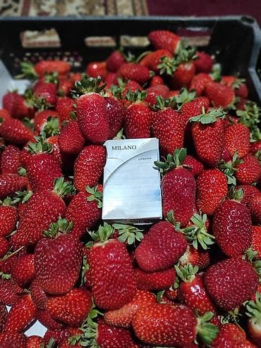 с мебелью: Продам рассаду клубника Альбион, в кассетах, выращен в — 5