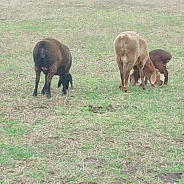 А/ч жаныбарларын сатам: Сатам | Ургаачы кой (ургаачы) | Арашан | Көбөйтүү үчүн | Бооз — 6