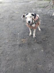 удобрения карбамид: Песок, В тоннах, Зил — 1