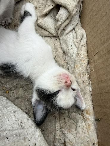 бархатные котята: Отдадим котят в добрые руки 🥹🙏 - Окрас: есть дымчатые (почти чёрные с — 4