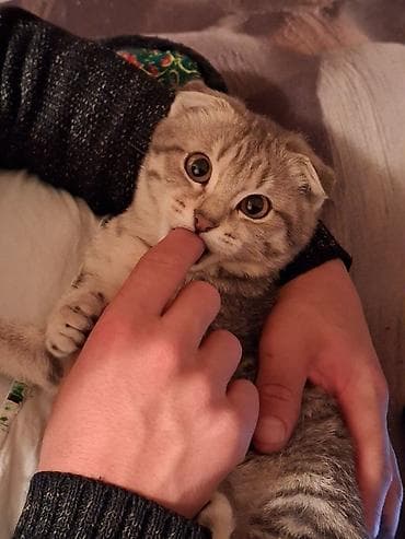 Вязка кошек: Шаар Талас 😄
Ушул мышыкка эркек мышык издейм 🐱
Жазыңыздар — 2