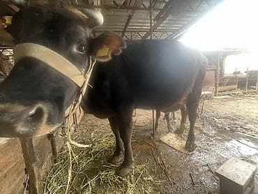 суточный жожо: Продаю | Корова (самка) | Алатауская | Для молока | После отела — 5