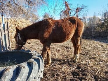 купить собаку для охоты: Продаю | Жеребенок | Полукровка | Рабочий — 2