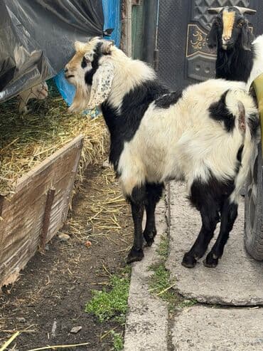 gps для животных: Продаю | Козёл (самец) | Битал | Для разведения — 10