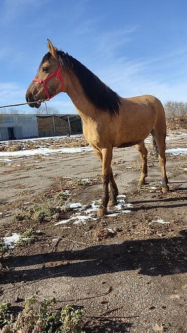 белый конь: Продаю | Конь (самец) | Конный спорт — 5