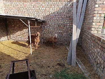 дакан цыпленок: Продаю | Овца (самка) | Для разведения | Матка — 2