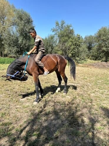 купить рабочую охотничью собаку: Продаю | Кобыла (самка) | Конный спорт, Для разведения — 3