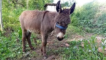 Осёл (мини/компактного типа) с густой шерстью, шоколадно‑бурого
