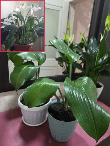 цветы каланхоэ: Сансевиерия (Sansevieria trifasciata) в декоративных горшках. - — 30