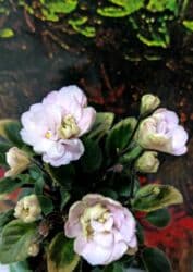 ультрафиолетовая лампа для растений: В продаже трейлерные (ампельные и кустовые)фиалки: детки, стартеры(от — 15