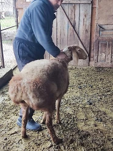 Корма для с/х животных: Продаю | Овца (самка) | На забой — 4