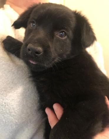 Ит кууту: 2 айлык, Ургаачы — 3