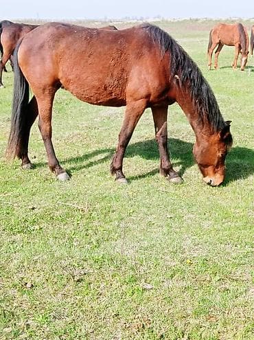 рыба маринка: Продаю | Кобыла (самка) | Полукровка, Дончак | Для разведения | Племенные — 4