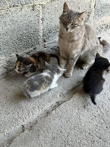фри пир: Очаровательные котята - Окрас: один полностью чёрный; двое — 7