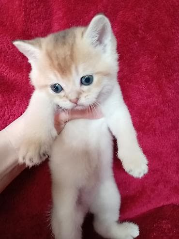 британская лиловая кошка: 💛 Золотое счастье ищет свой дом 💛 Открыто бронирование на шикарного — 7