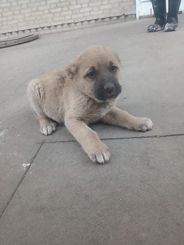 Щенок, Алабай порядочный средний/крупный тип. Окрас палевый с темной