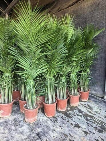 кофе эгоист цена бишкек: Продаются наличие комнатные растение цветущие и не цветущие лимоны — 10