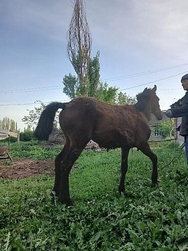 коровы швицкой породы: Продаю | Жеребенок | Конный спорт — 6