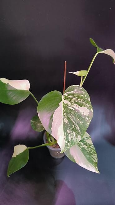 монстера альба купить: Монстера Альба В наличии 2 Монстеры Альбо 1-я на опоре, в — 4