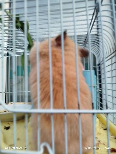 отдам даром кошку ош: Отдаём маму и папу район старого автовокзала — 7