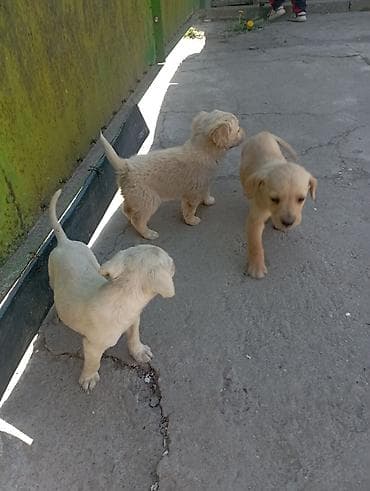 Отдам даром Щенков русского спаниеля мать спаниель отец подлец метисы