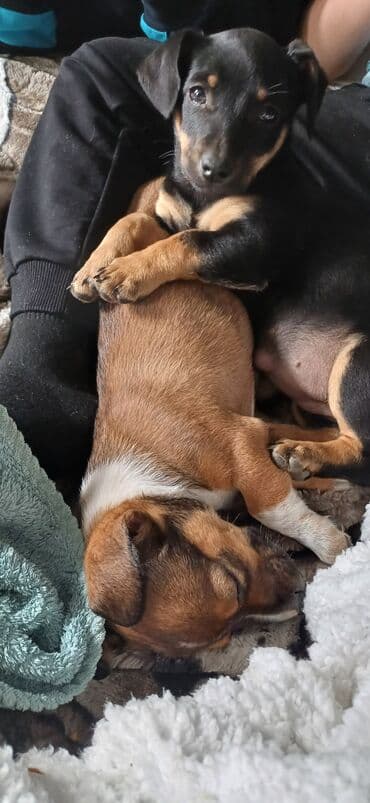 арзан иттер: Щенки мелкого метис мама такса папа дворняшка кушают все подряд - — 2