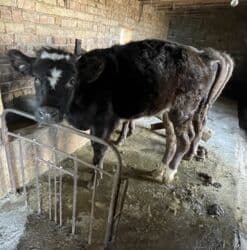 гидропонный корм: Продаю | Тёлка | На откорм, Для разведения, Для молока — 2