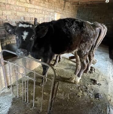 кормушки для кроликов: Продаю | Тёлка | На откорм, Для разведения, Для молока — 1