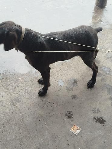 Псовая охотничья собака (типа легавой/дратхаара), окрас