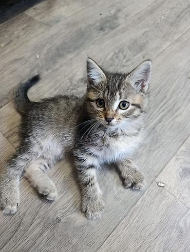 кошки сиамская: 2 месяца, Мальчик, Приучена к лотку — 2