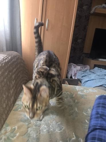 бенгальские кошки цена: Бенгальская, 4 года, Мальчик, Приучена к лотку — 3