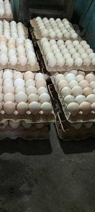 тоок гриль бишкек: Продаю. Индюшиные инкубацыонные яйца, не местные .Принимаю заказы на — 5