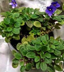 петуния рассада купить: Продаю сортовые, коллекционные фиалки (стандартные, трейлерные,мини и — 30