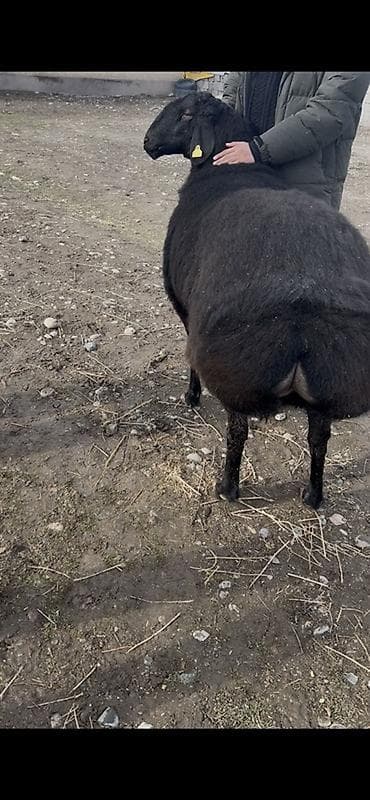 Продаю | Овца (самка) | Для разведения