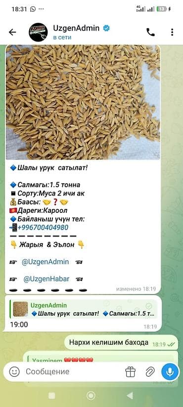 кукуруза алам: Семена риса (шалы) - Культура: рис в шелухе (семенной материал) - — 1