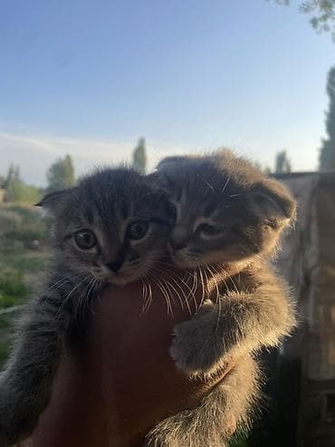 котята бишкек бесплатно: Котята, 2 малыша из одного помёта. - Окрас: тигровый (серый табби) — 1