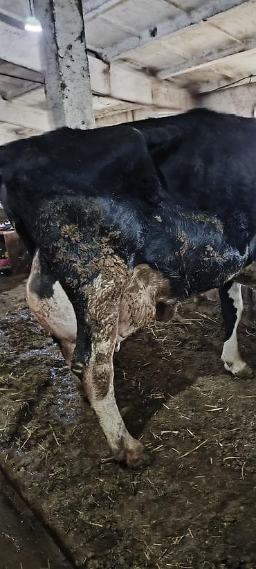 животные коровы: Продаю | Корова (самка) | Для разведения, Для молока — 10