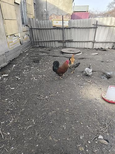 Аквариумы: Продаю | Куры | Домашняя | Для разведения — 2