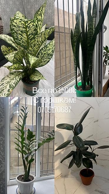 Комнатные растения в горшках. В ассортименте: - Диффенбахия с