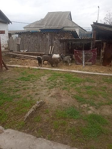 сколько стоят немецкие овчарки щенки: Продаю | Коза (самка) | Полукровка | Для разведения — 3