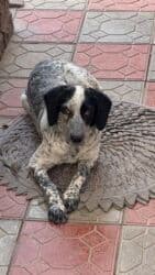 акустические системы dsp колонка в виде собак: 6 айлык, Эркек — 2