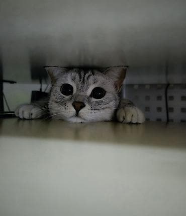 Скотиш Страйт (Шотландская прямоухая), 1 год, Девочка, Серебристая шиншилла, Приучена к лотку