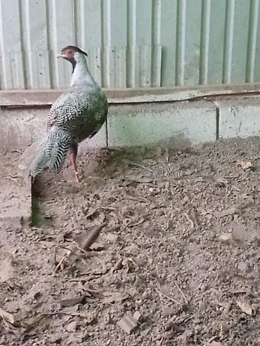 animal pack: Продам молодых серебряных фазанов — 4