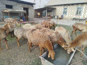 шпиц стоимость: Продаю | Овца (самка) | Полукровка | Для разведения | Матка — 3